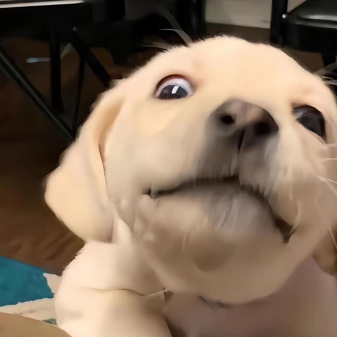 癞皮狗