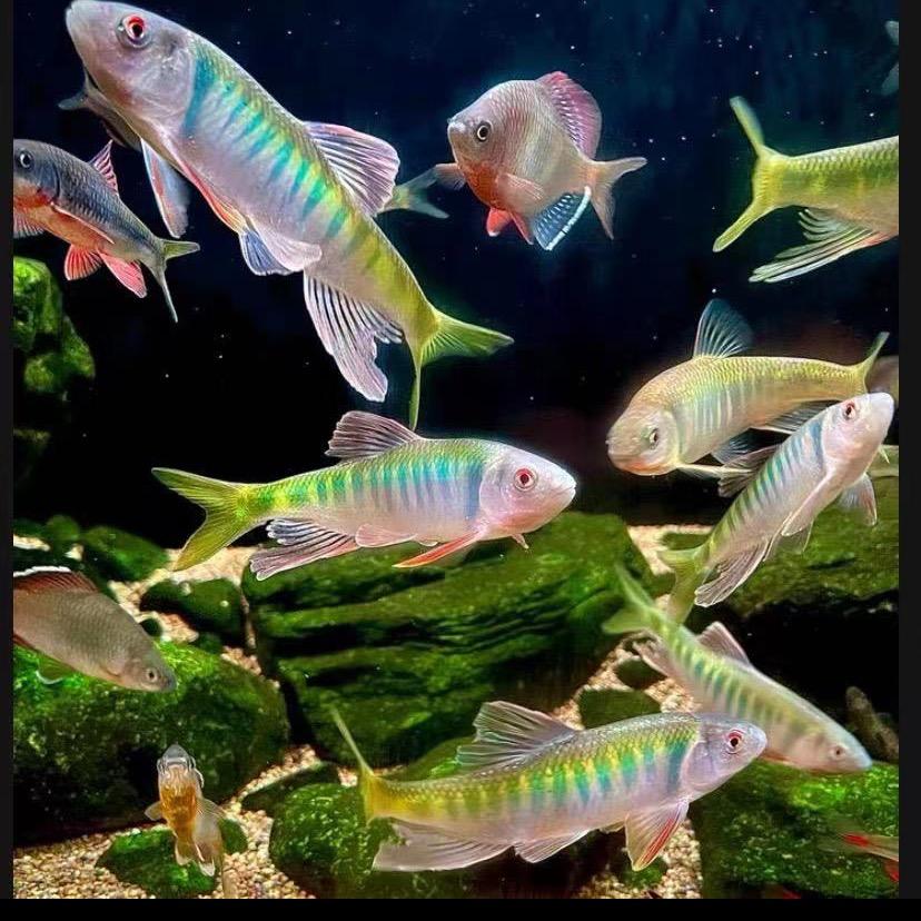 原生溪流胖哥　　　　　       　༽