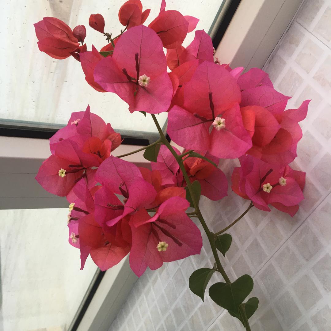 芳芳