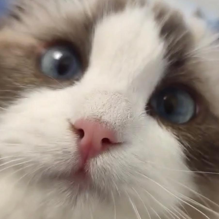 米雪鹅