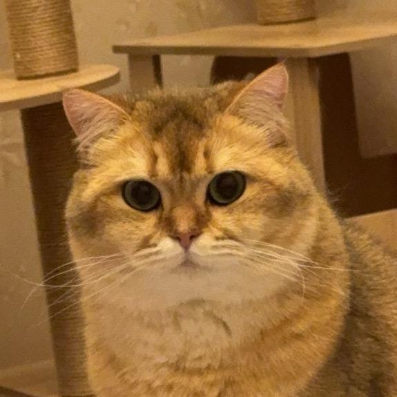 鸽子ovo