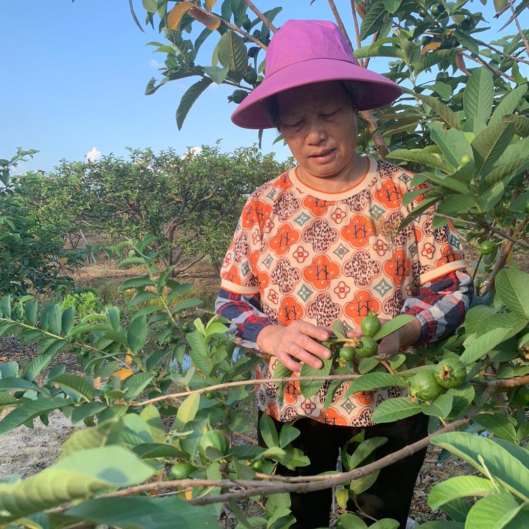 肥婆农业