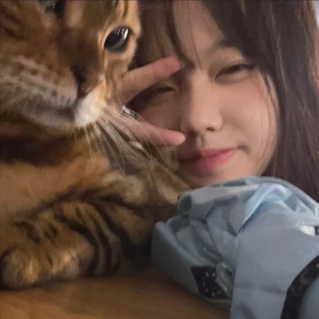 不是你的猫