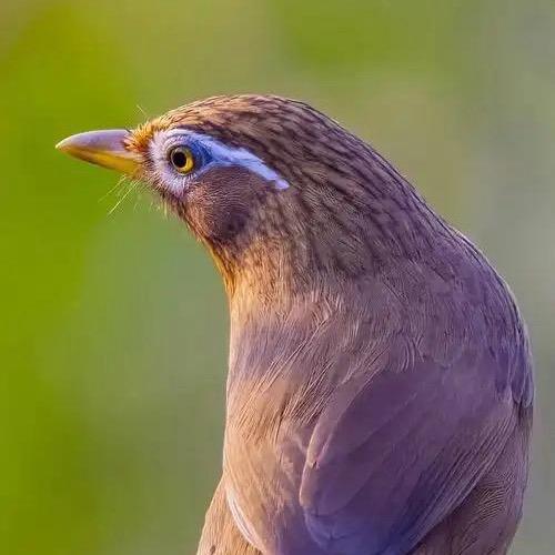 乾熙堂鸟食-小银