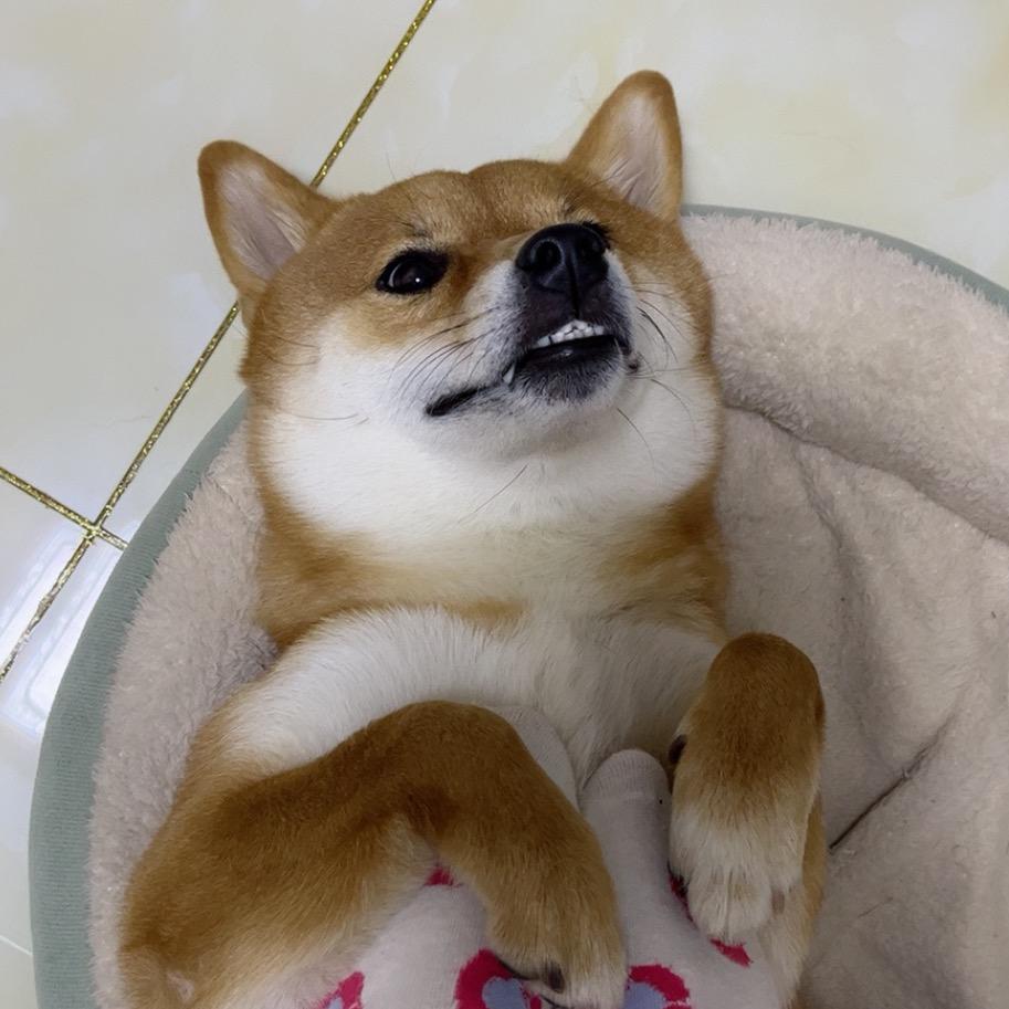 小豆包的柴柴🌸