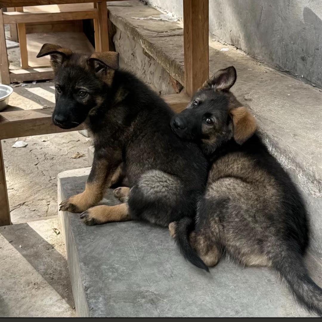 狗