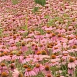 古女士好物分享❤