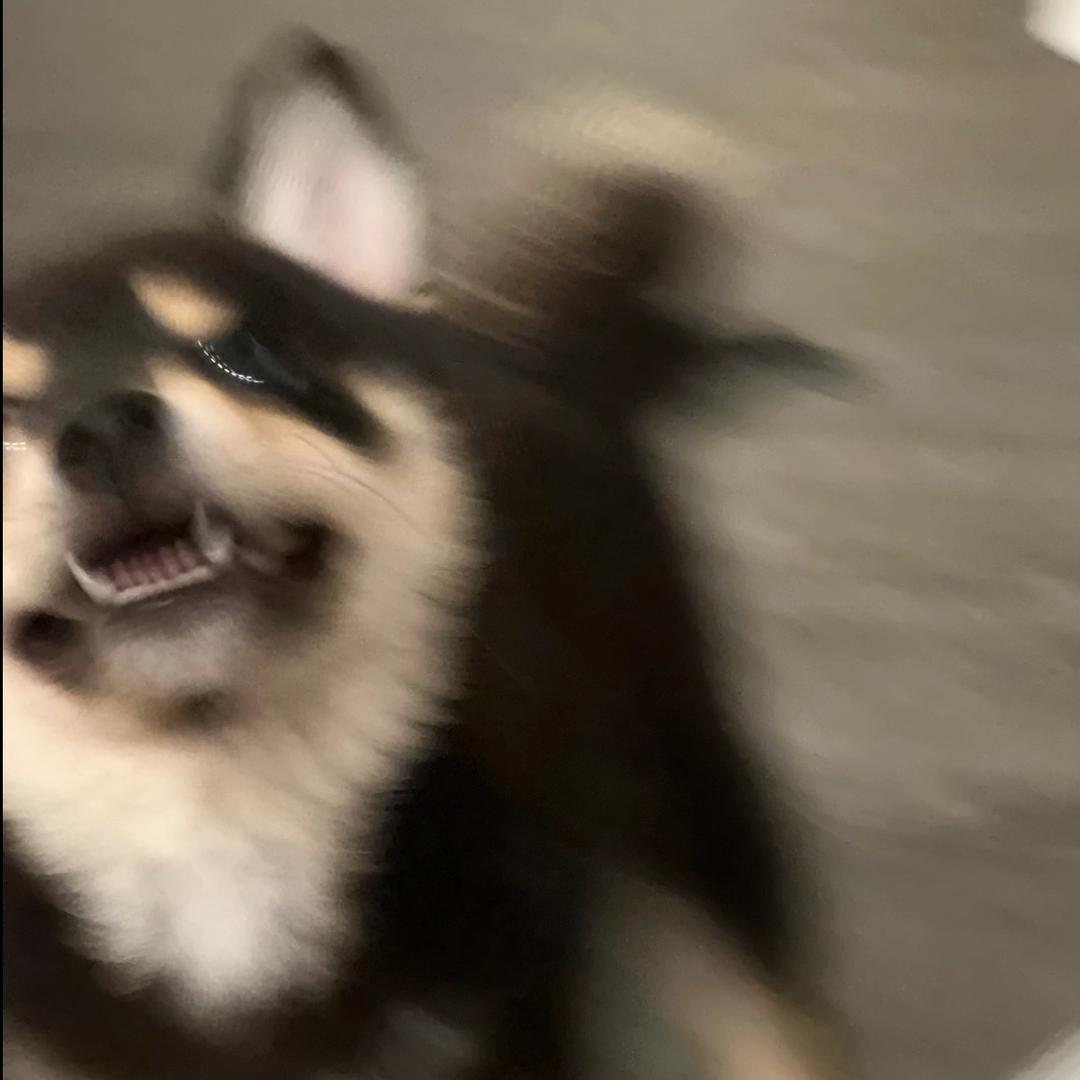 一只洋