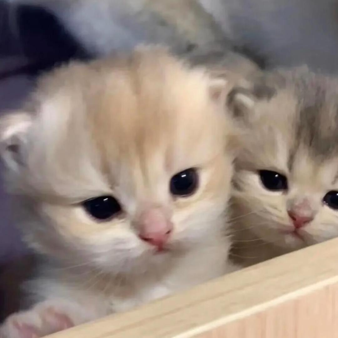 在下狗狗大王！