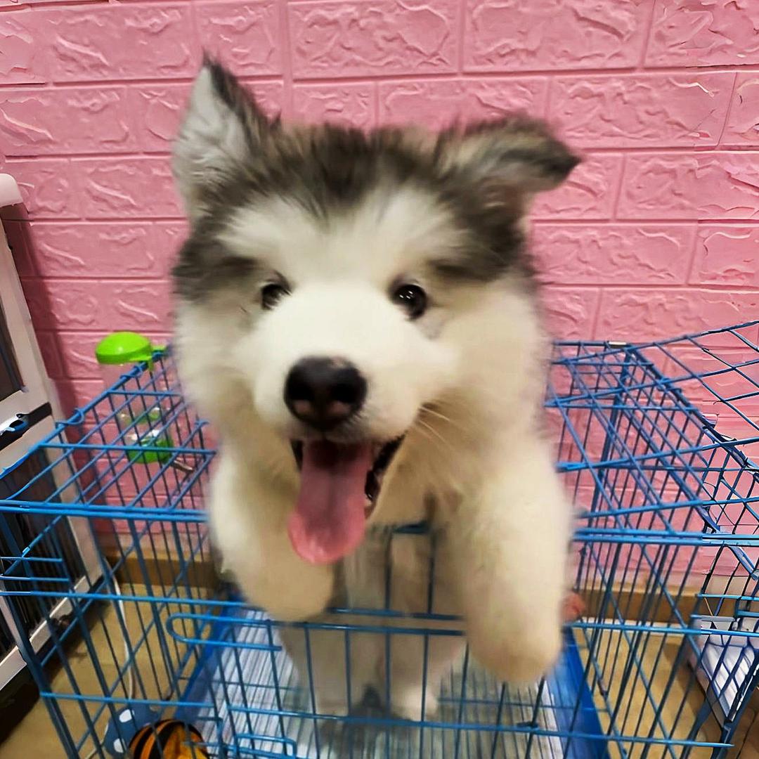 ～阿拉豆包🐶