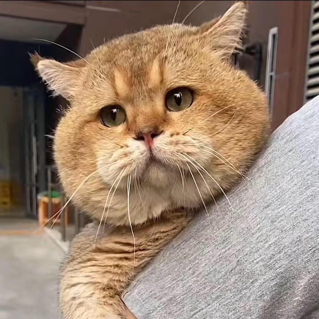 一大只喵