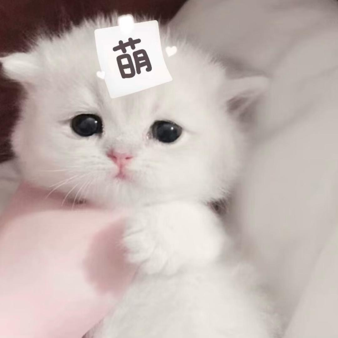 悲观