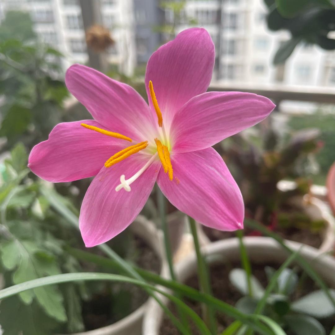 何仙姑