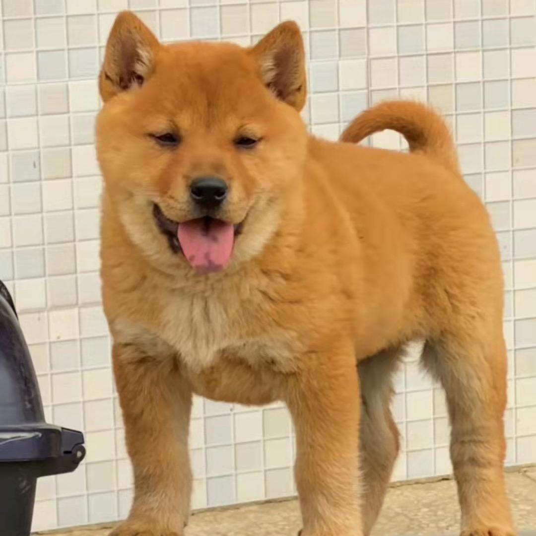 晴天田园犬之家