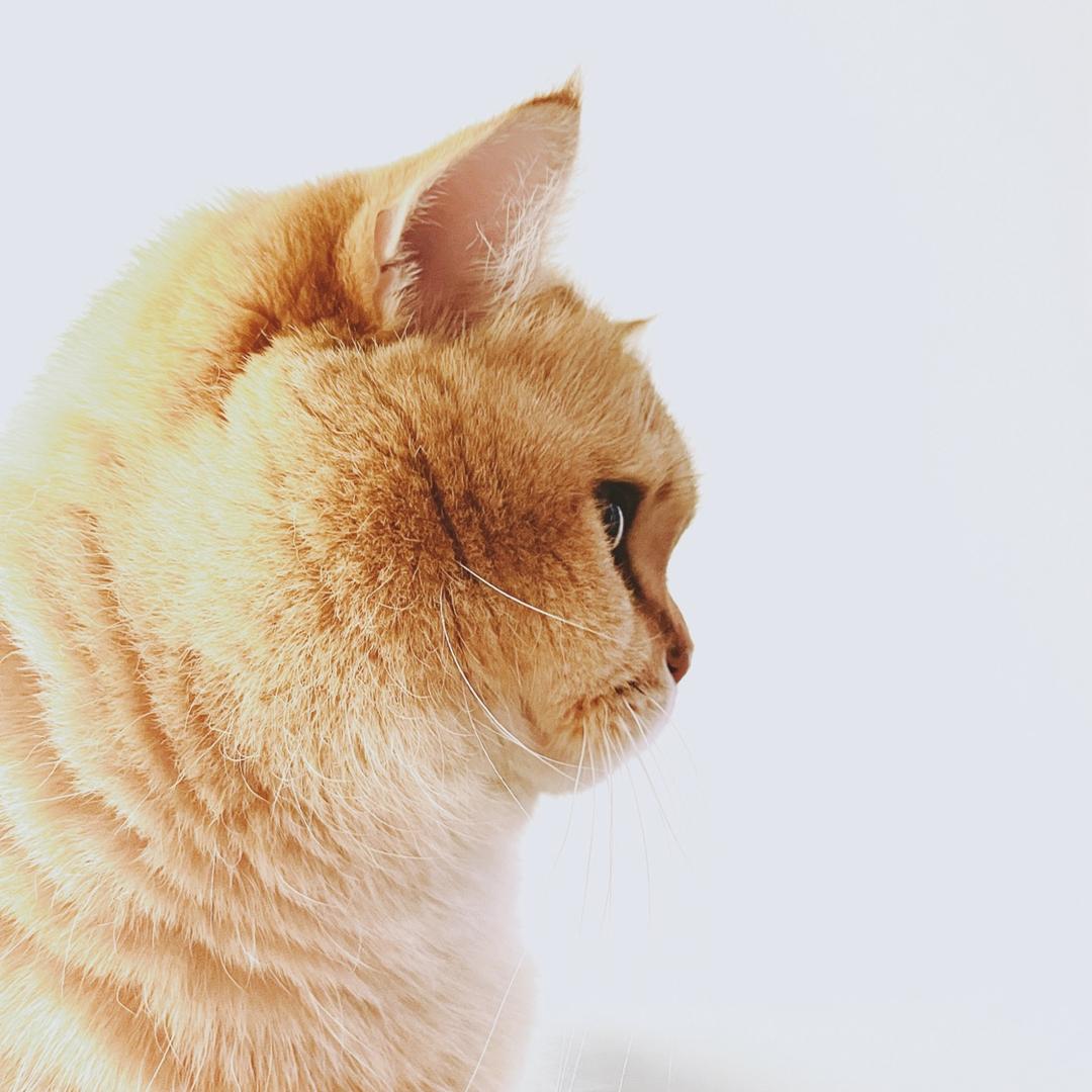 Seven🐱