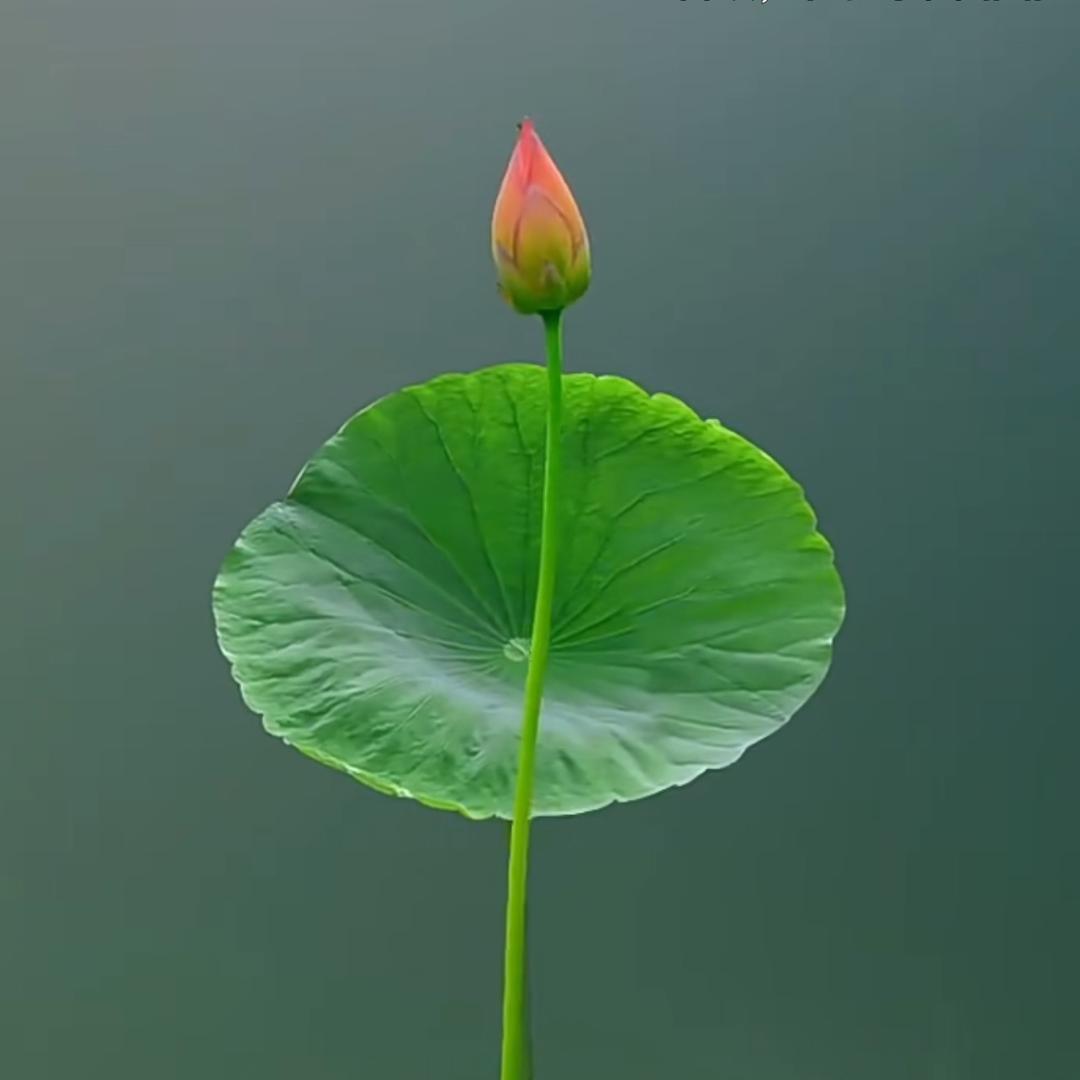 清忧解惑