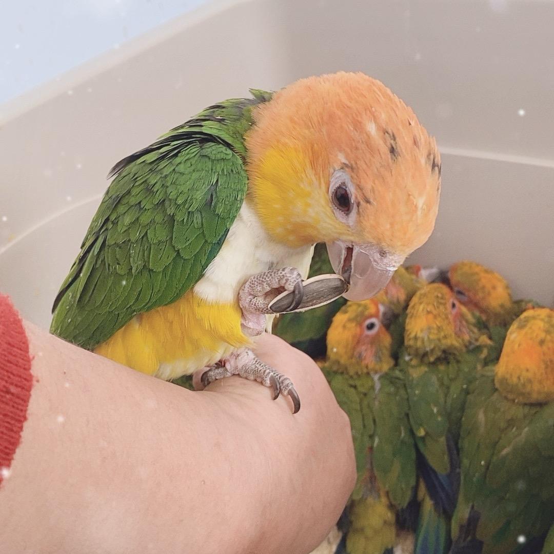 笨笨宠物(凯子逗小金)