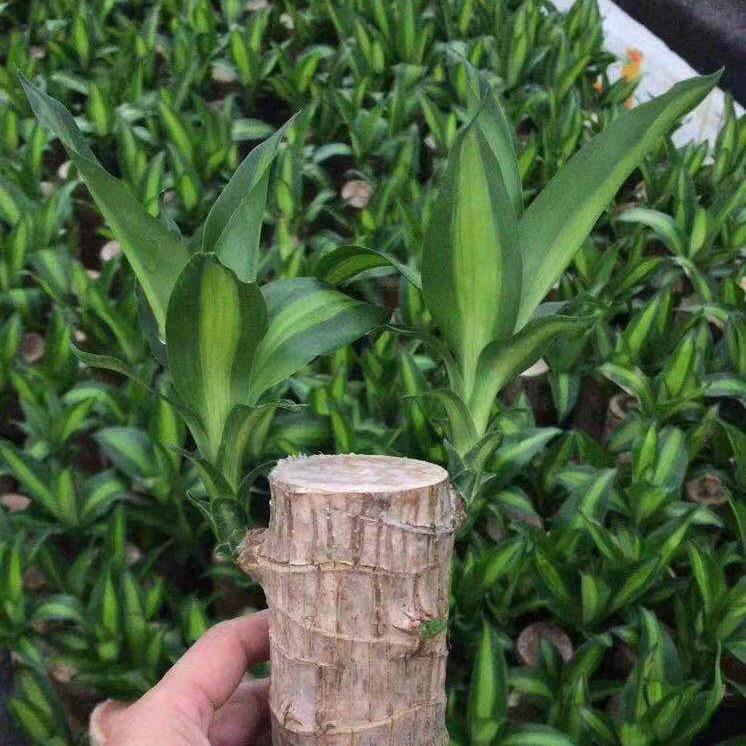 青青绿植
