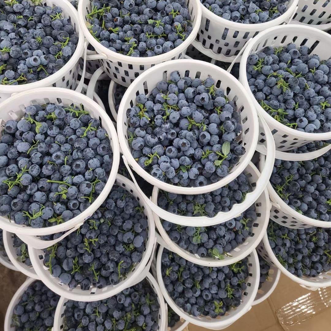 云南抚仙湖畔蓝莓基地