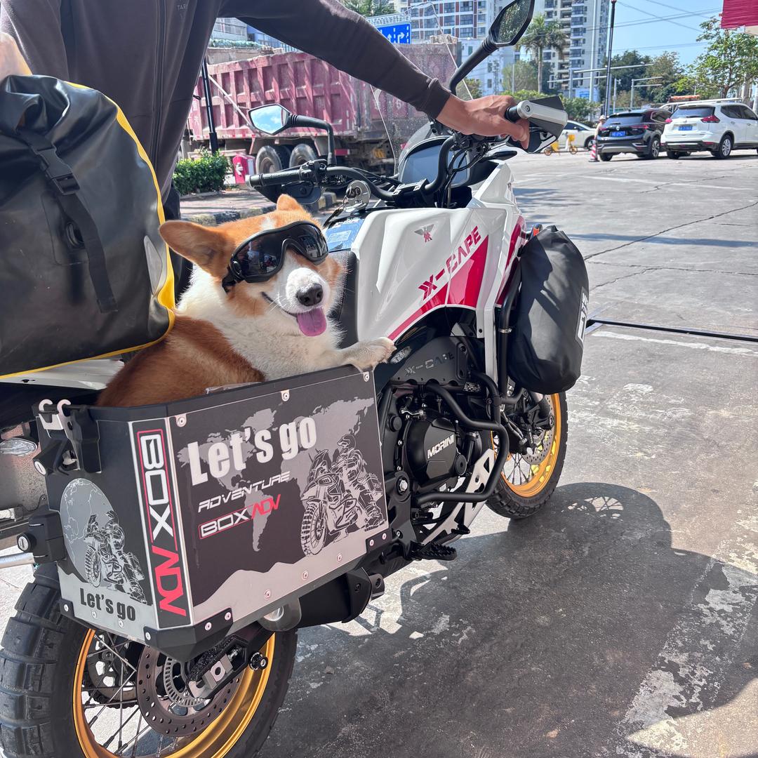 大长腿plus 🐕