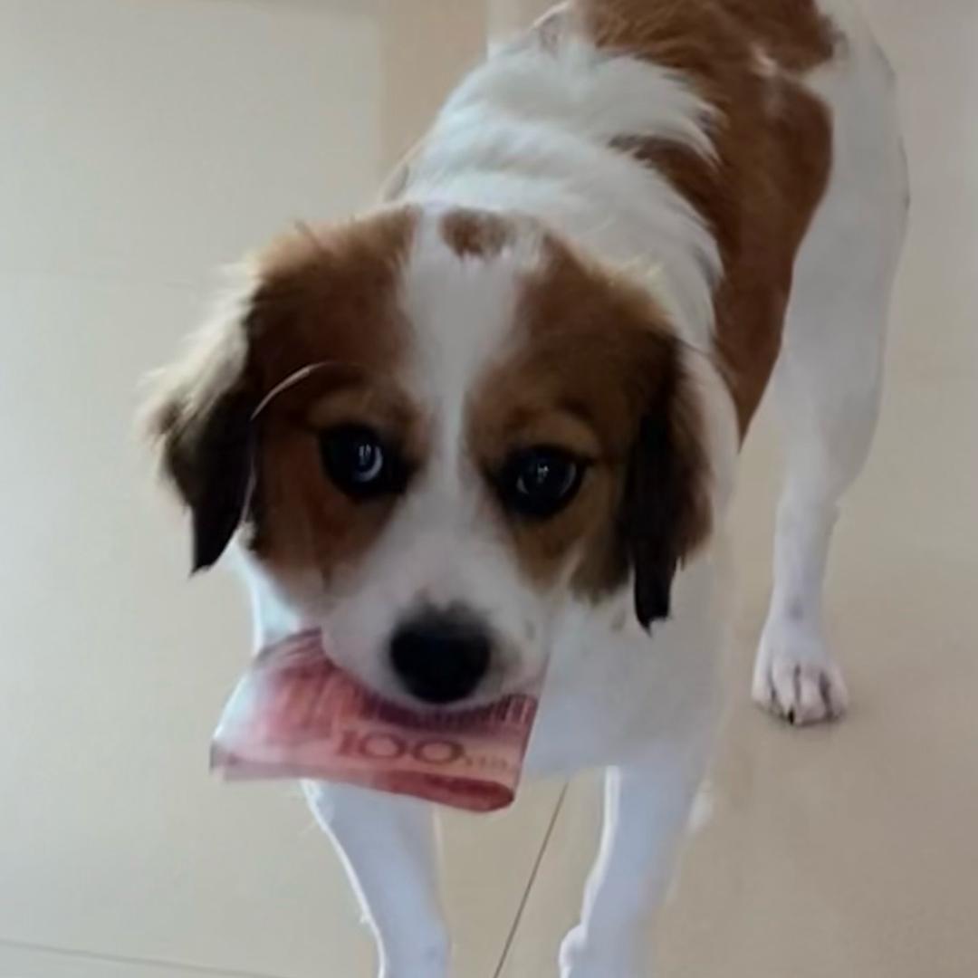 🐾 🐾 ¹¹