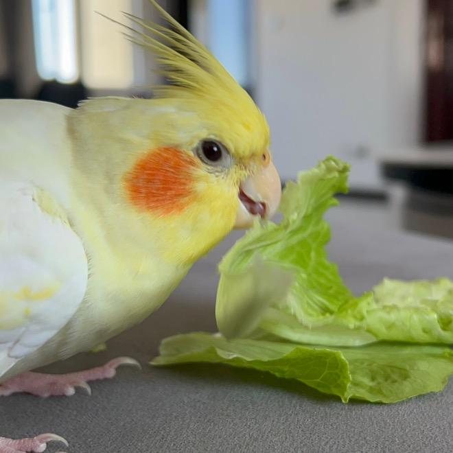 崽崽是个玄凤不是小鸡