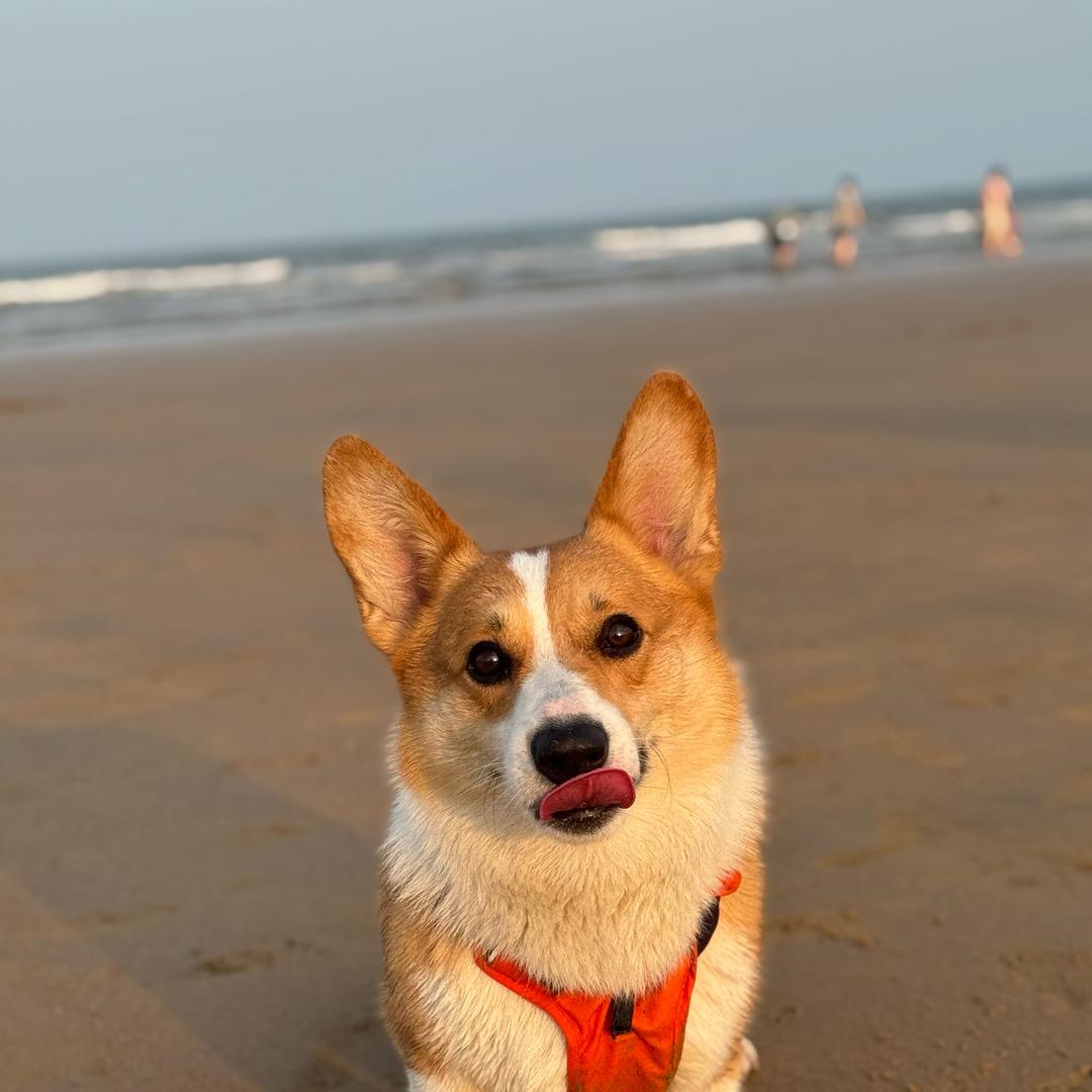 柯基花生🥜（大尾巴版）