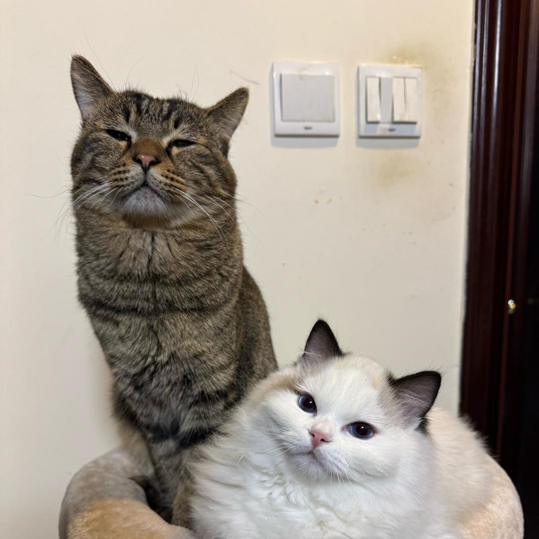 元元是只布偶喵