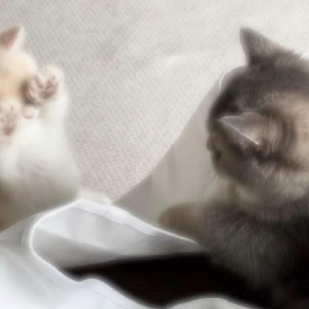 白砂糖
