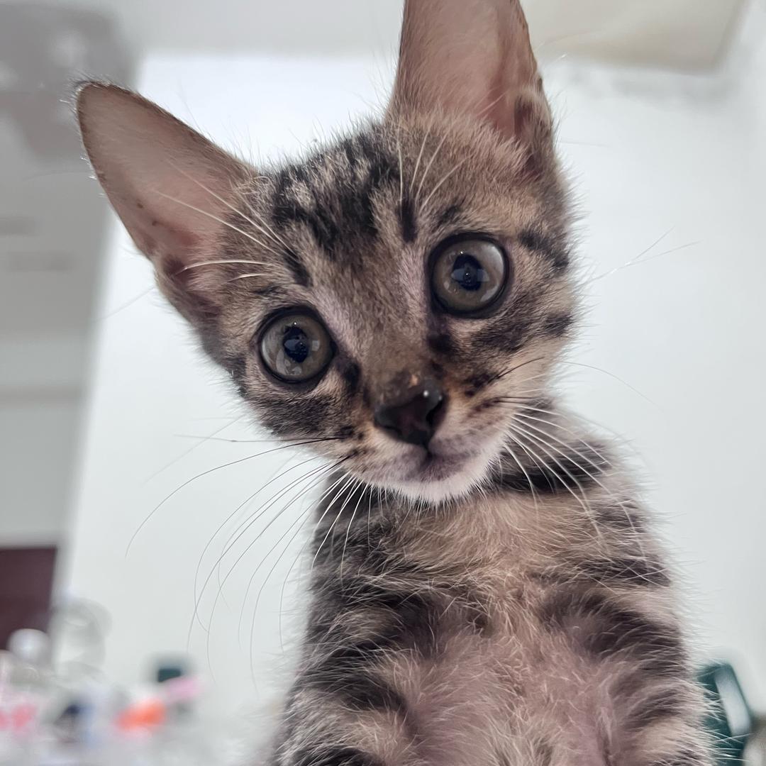 利群是只猫🐱