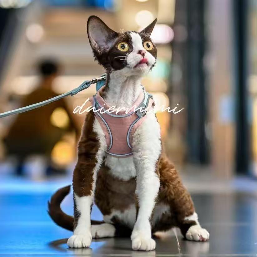 爪爪奇遇宠物德文小铺子