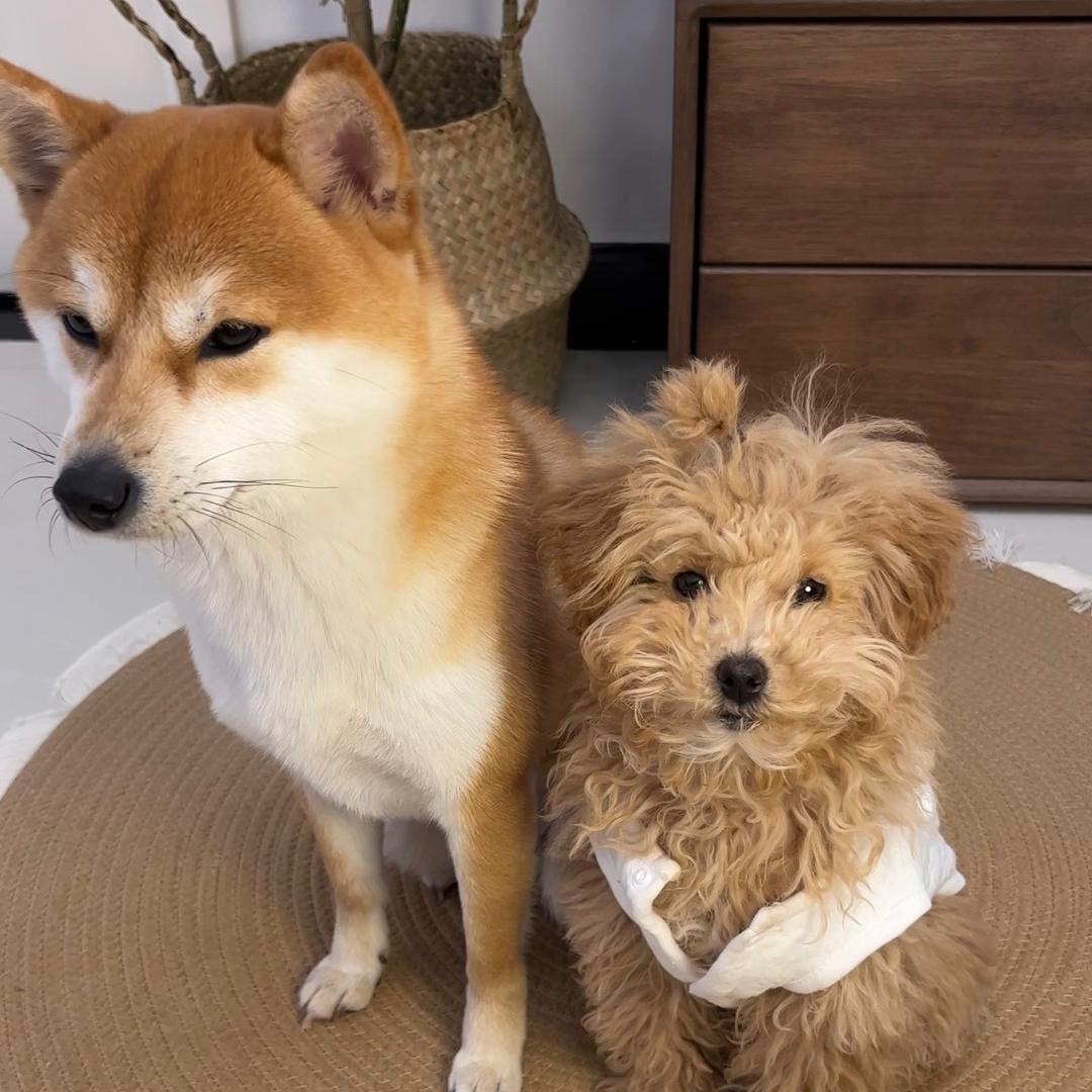 我叫柴蛋黄