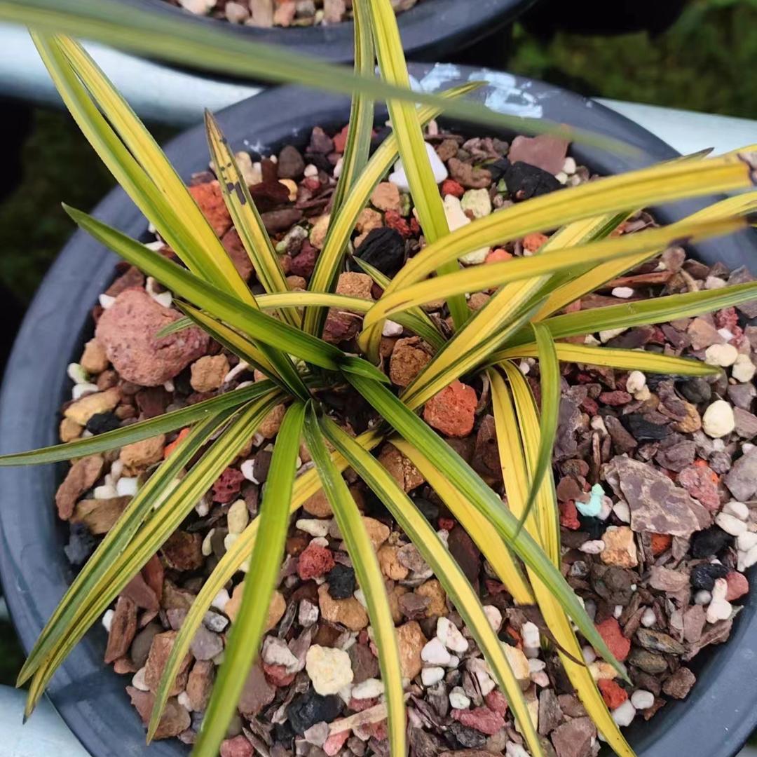 阿伟花卉