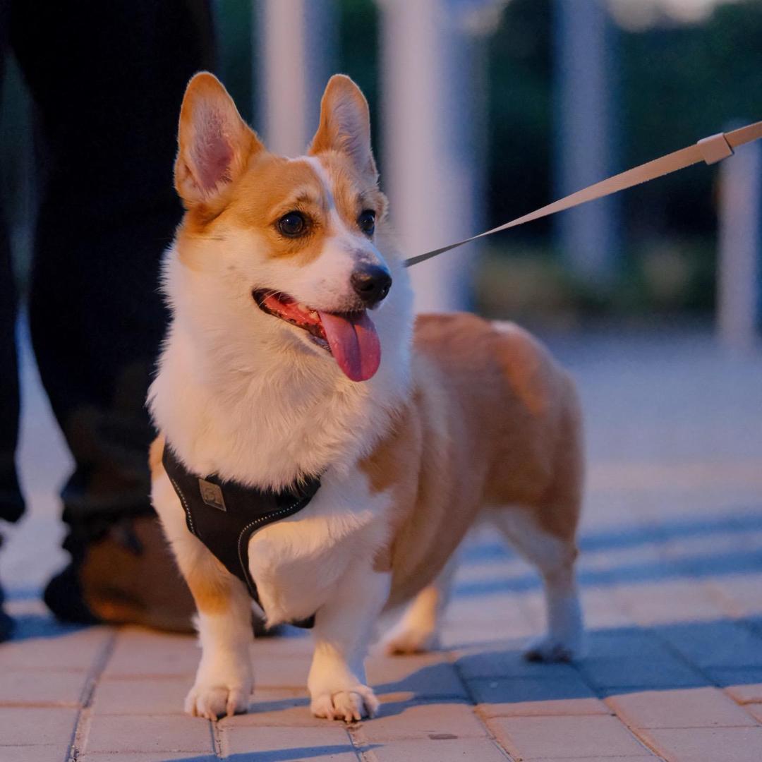 养猪的平凡人（动保号）