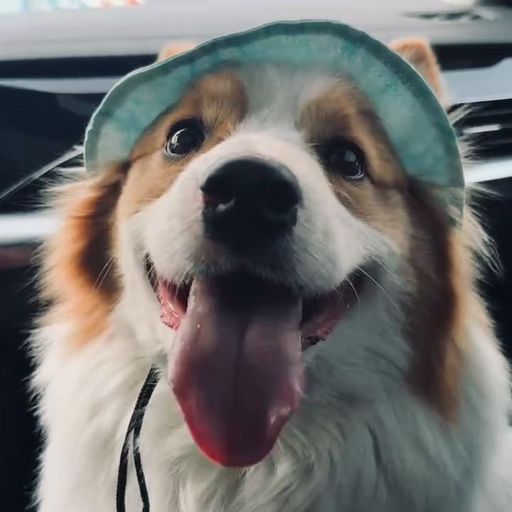 肥子