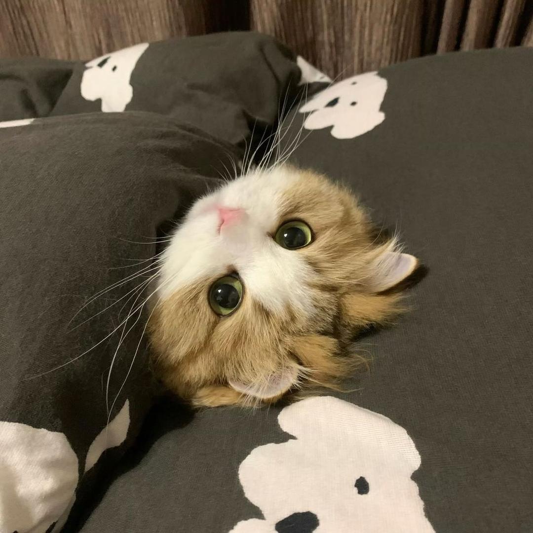 西柚 ￴ ￴￴ ￴￴