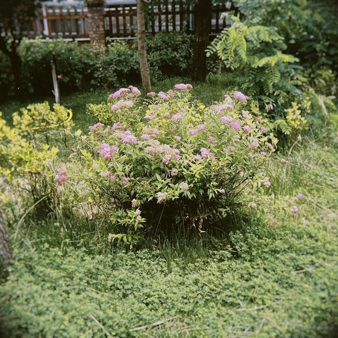 🌺.