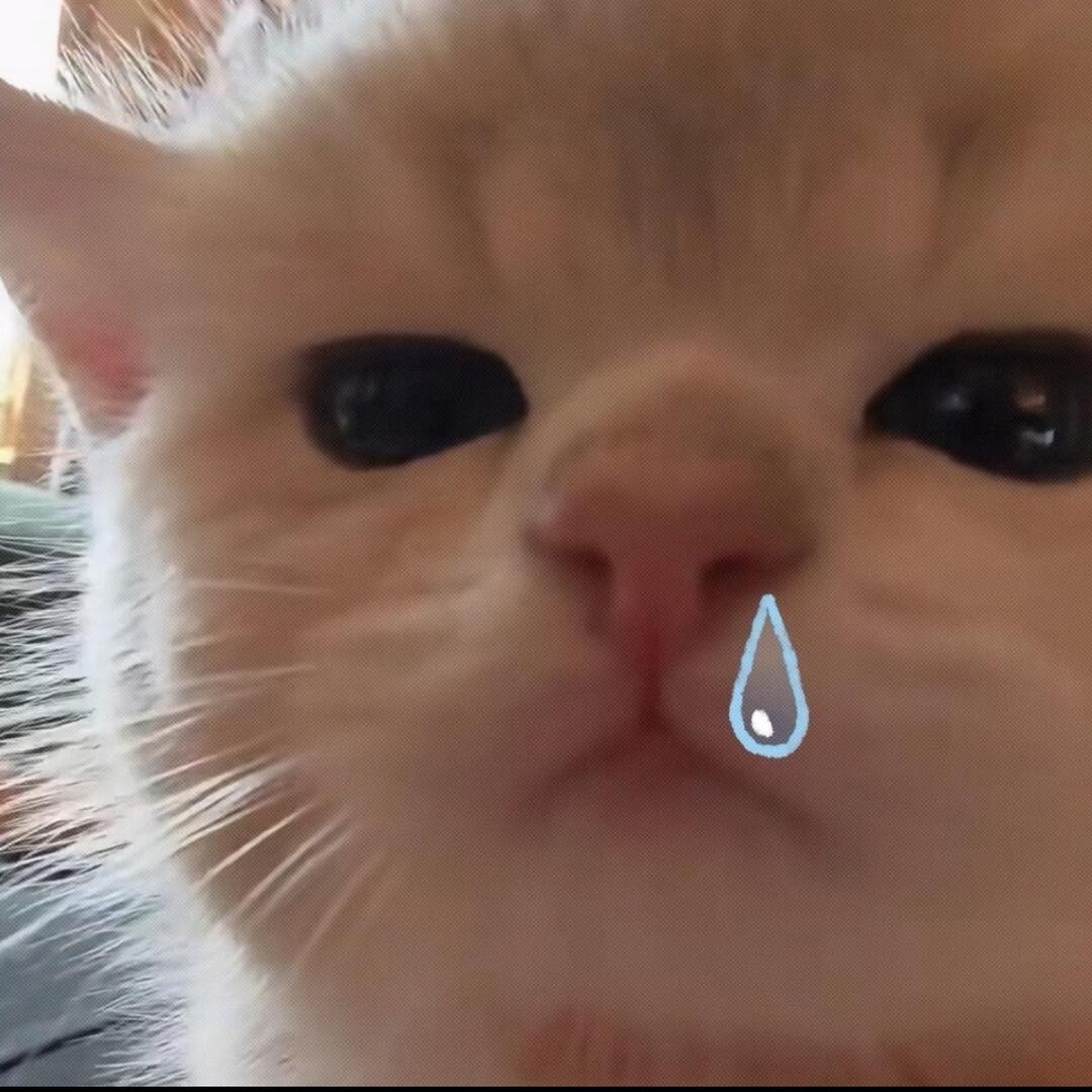 树上有只母猪