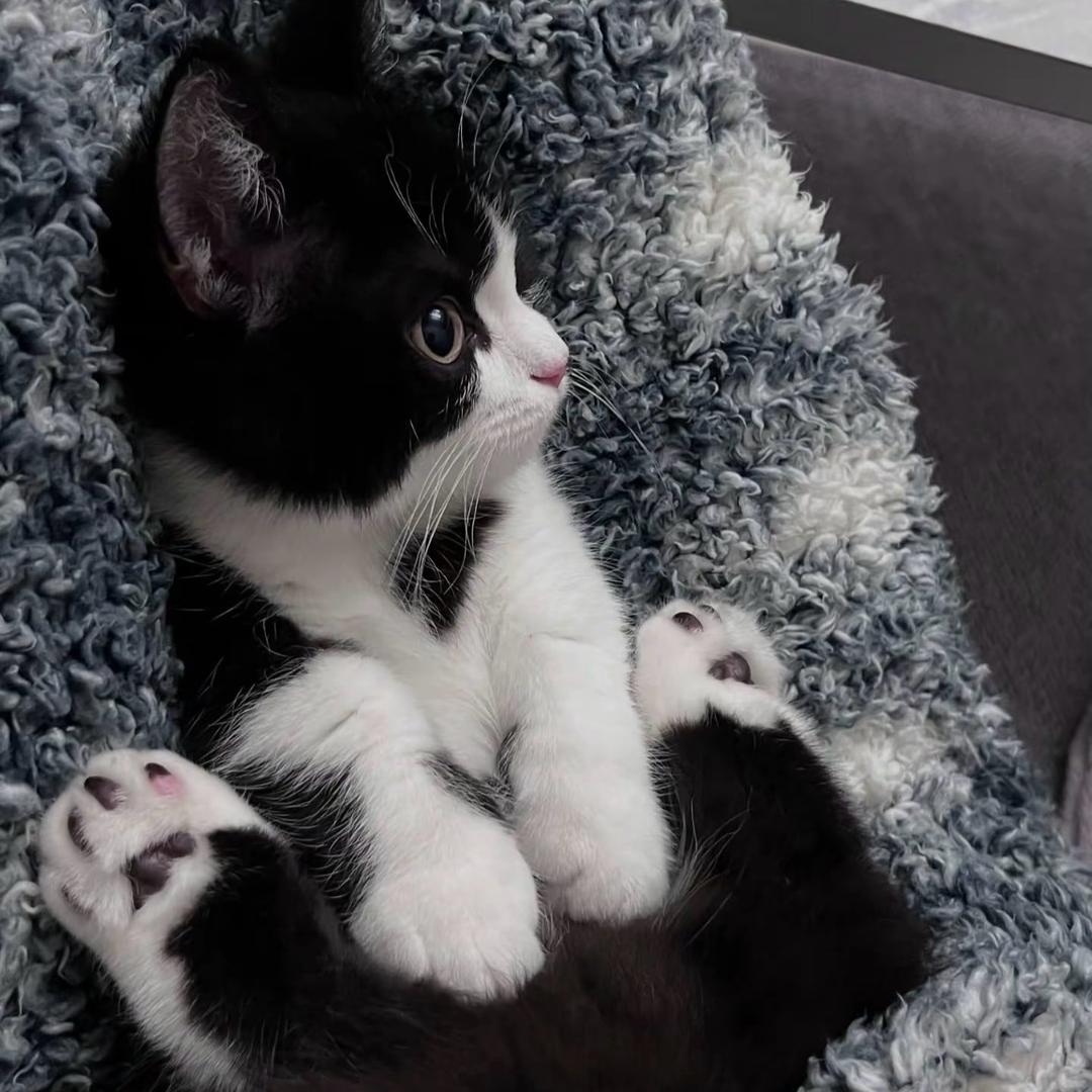 Nuoo糯糯🐱