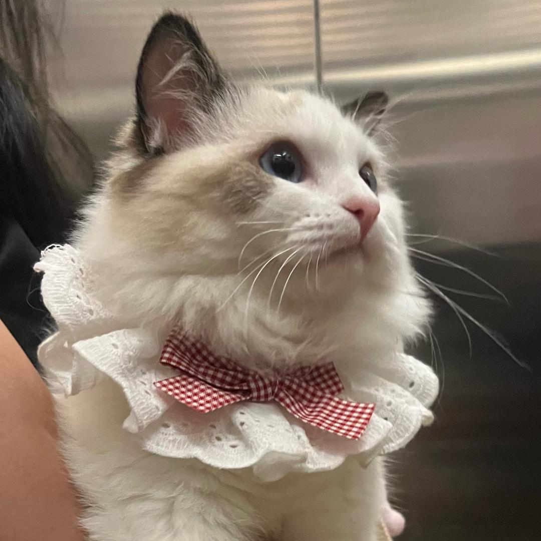 我是招财🐱
