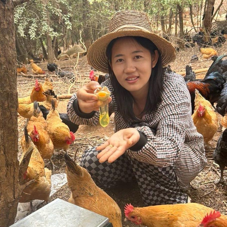 小吉只卖土鸡蛋