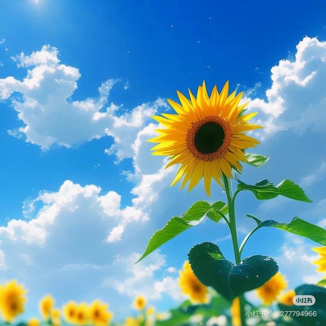 小番茄（房屋重建中…）