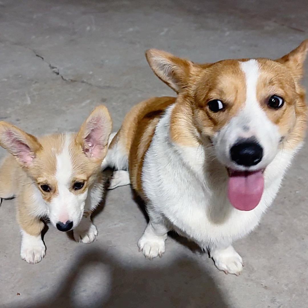 七月（有尾巴）和米豆是只柯基吖～