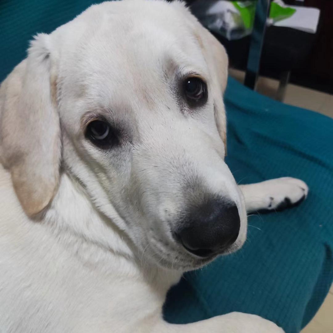 豆多多拉布拉多