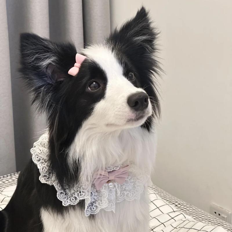 朵黎宠物零售店南京边牧犬舍