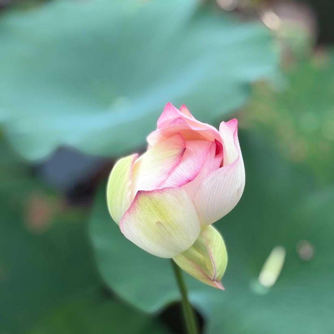 🌱源茗木烯®