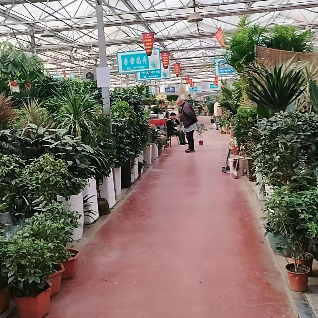 花卉苗木基地