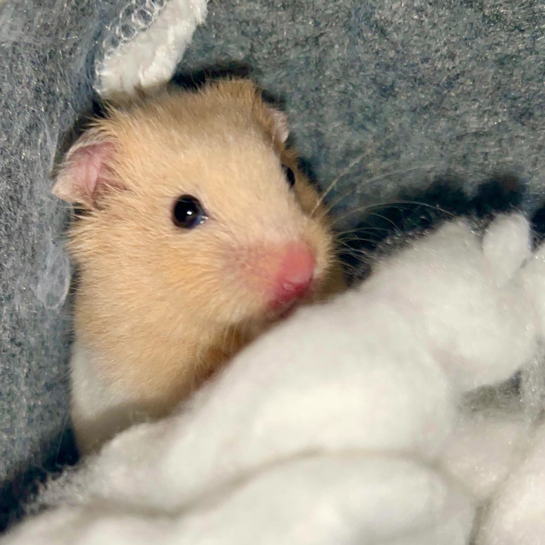森屿✨