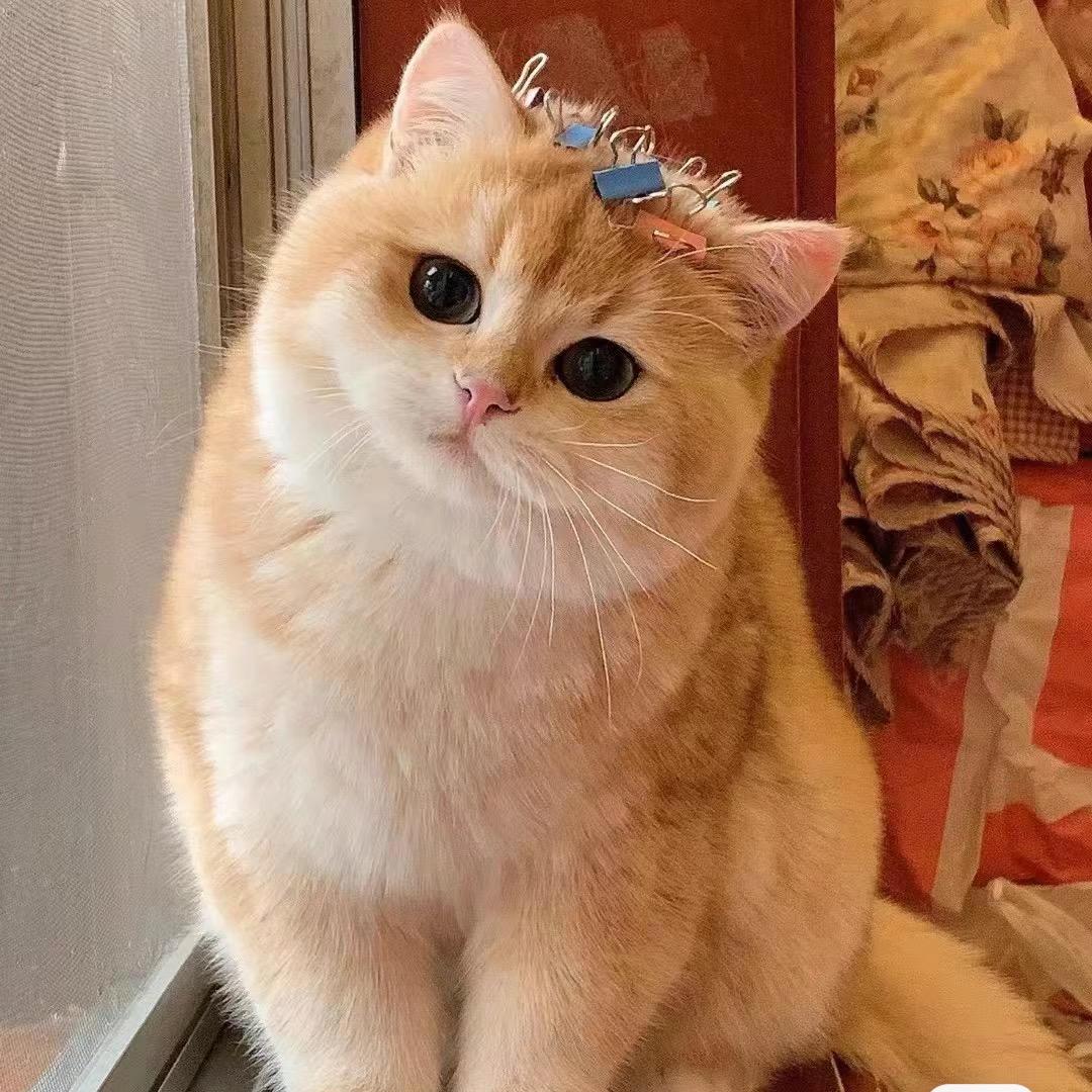 美美美美乔(日常养喵版)🌈🌈