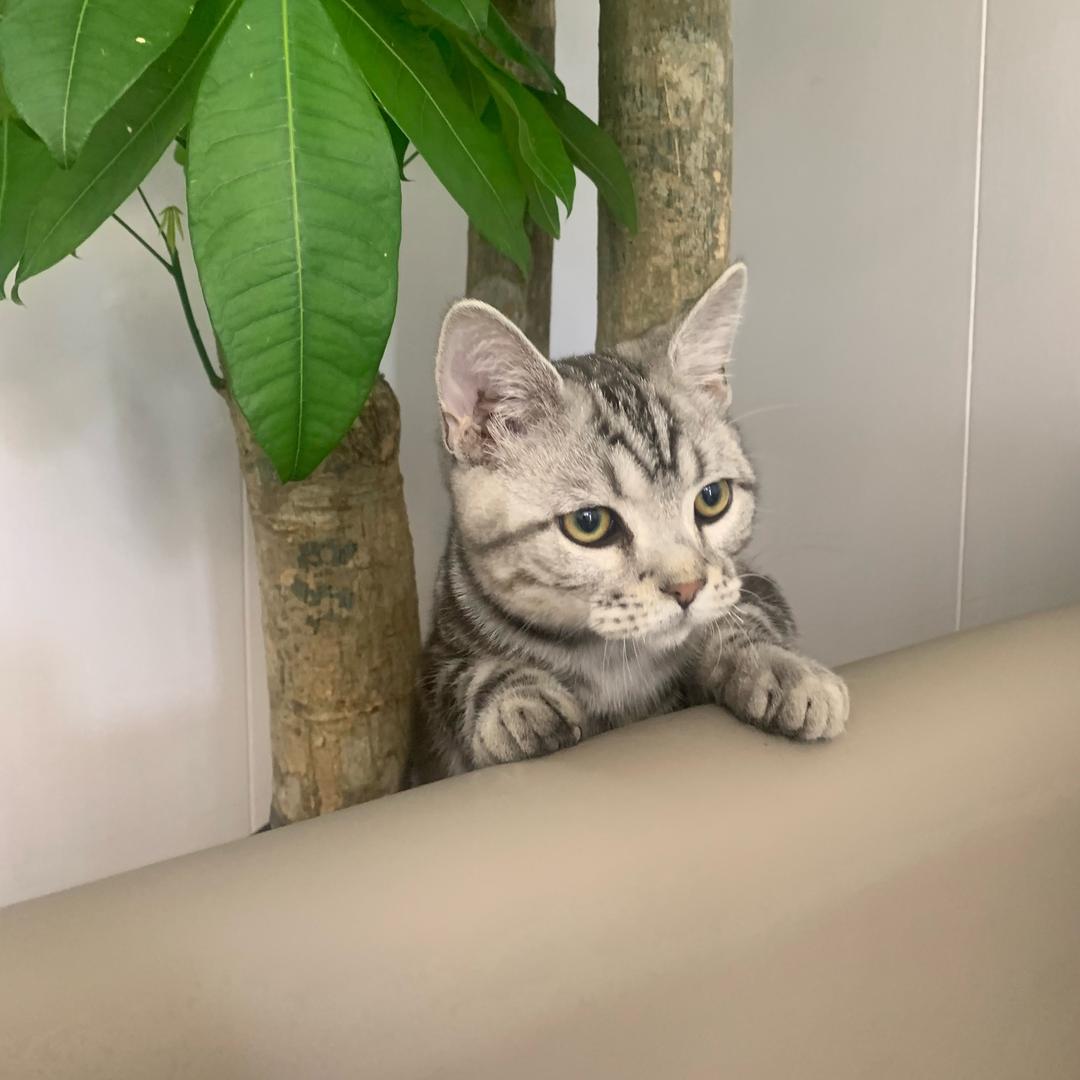 枫然萌乐宠物用品店